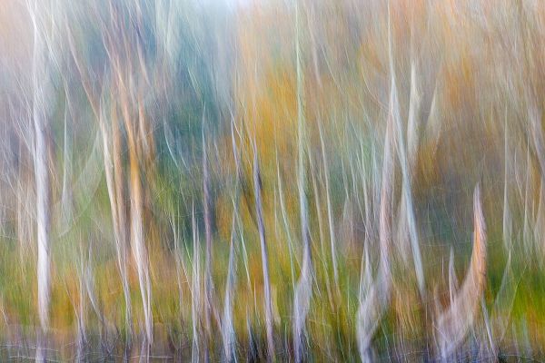Jaynes Gallery 아티스트의 USA-Washington State-Seabeck Alder forest abstract작품입니다.